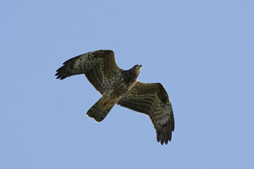 Common buzzard (Buteo buteo)