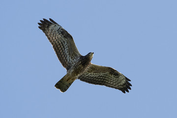 Common buzzard (Buteo buteo)