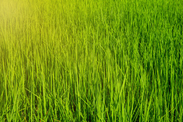 Background of green rice