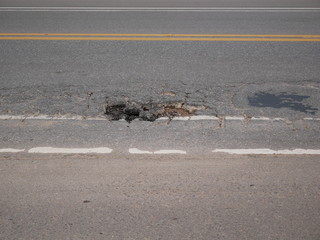 flock of pigeons on road