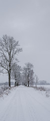 WINTER ATTACK - Road and trees covered with snow