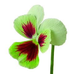 flower chartreuse (green) eggplant carmine (red) viola isolated on white background. Close-up....