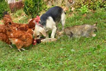 Domestic animals chicken dog and cat eating together  as best friend