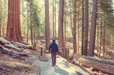 Fototapeta premium Sequoia