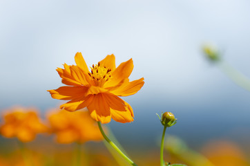 オレンジコスモスの花と蕾