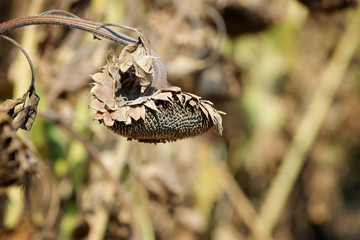 ripe sunflower on the field
