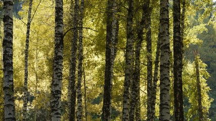 Fototapeta premium forest