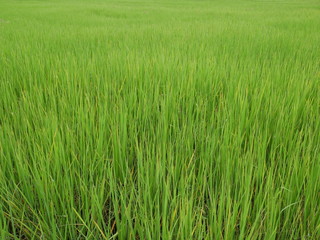 organic rice farm,green nature background