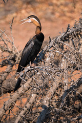African Darter or Snakebird in Chobe National Park, Botswana
