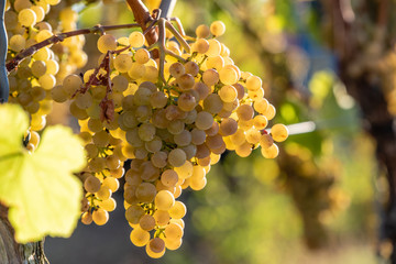 ripe white grapes, waiting for harvest