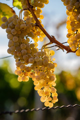 ripe white grapes, waiting for harvest