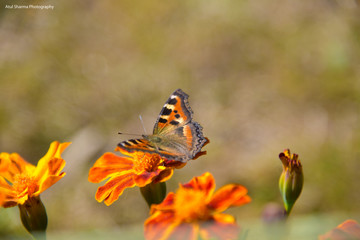 Butterfly, Close up or Macro shot