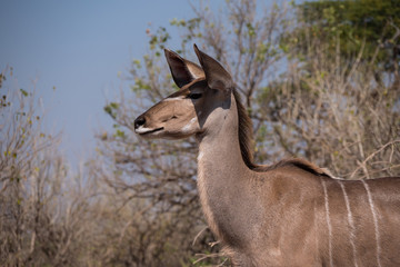 Female Kudu in Chobe National Park, Botswana