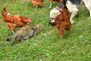 Domestic animals chicken dog and cat eating together  as best friend