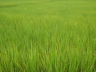 green grass background,organic rice farm