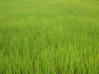 green grass background,organic rice farm
