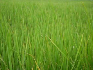green grass background,organic rice farm