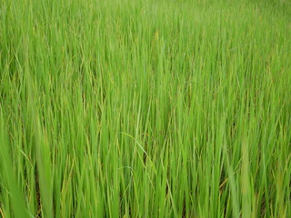green grass background,organic rice farm