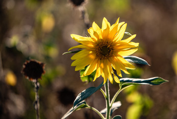 The last sunflower
