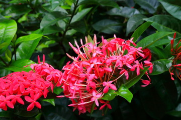 beautiful photo of pink spike flowers or ixora