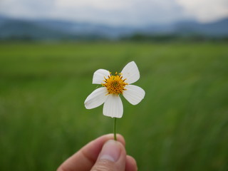 flower in hand