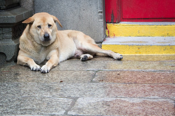 Naklejka na ściany i meble a sad face street brown dog lying next to the wall