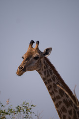 Giraffe in Chobe National Park, Botswana