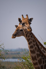 Giraffe in Chobe National Park, Botswana