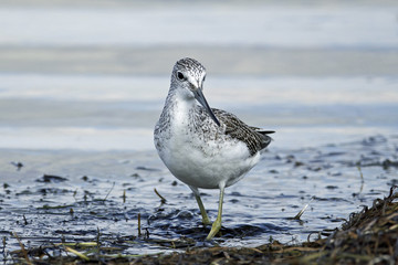 Common greenshank (Tringa nebularia)