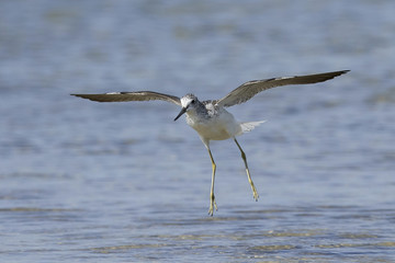 Common greenshank (Tringa nebularia)