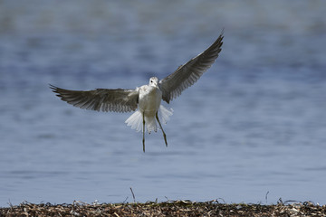Common greenshank (Tringa nebularia)