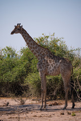 Giraffe in Chobe National Park, Botswana