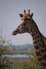 Giraffe in Chobe National Park, Botswana