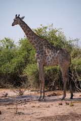 Naklejka na ściany i meble Giraffe in Chobe National Park, Botswana