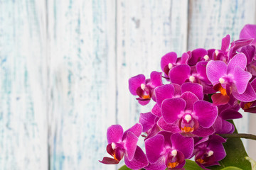 The Phalaenopsis Orchid closeup on a light wooden background