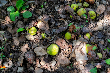 Green pears spilled on the floor. pears in soil at autumn. 