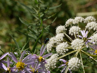 flower, nature, dandelion, grass, spring, white, summer, flora, flowers, 