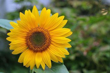 flower head of a sunflower
