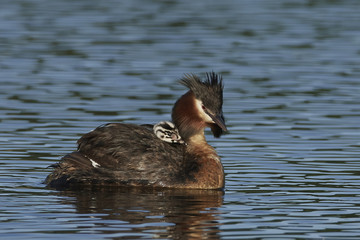 Great crested grebe (Podiceps cristatus)