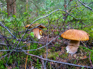 Picking mushrooms and cranberries in the forest in early autumn. Last sunny summer days. Mushrooms and berries grow in a warm green, thick layer of wet moss