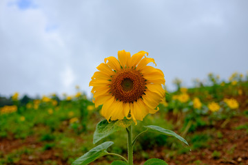 Fototapeta premium Sunflower in the garden.