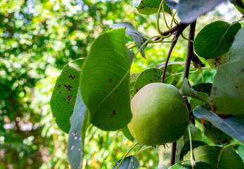 Autumn pears. Ripe pears on a branch of a tree with green leaves.