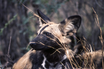 Wild Dog (Licaon pictus), Kruger National Park, Mpumalanga, South Africa
