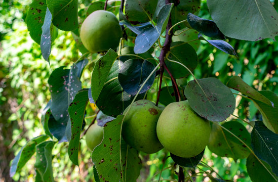 Autumn pears. Ripe pears on a branch of a tree with green leaves.