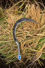 scythe in the grass