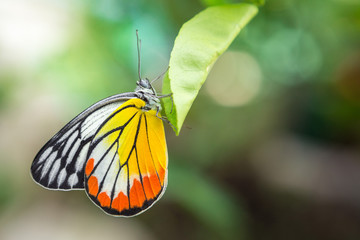 Beautiful butterfly on leaf