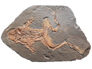 Obraz premium Żaba kopalna miocenu