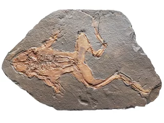 Store enrouleur Grenouille Miocene fossil frog