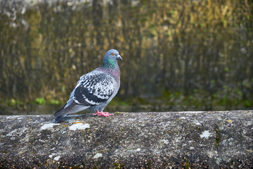 Portrait of a gray pigeon. The Rock Dove looking directly at the camera. Animals in the wild