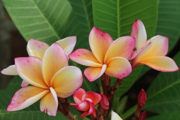 PLANT,  it is beautiful flower that Thai people call LEE-LA-WA-DEE,  like to grow be decorate.